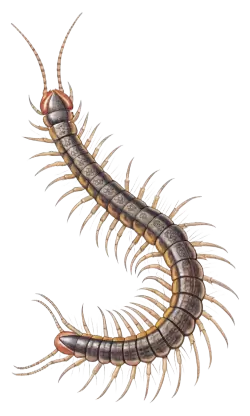 Imagen PNG para descargar